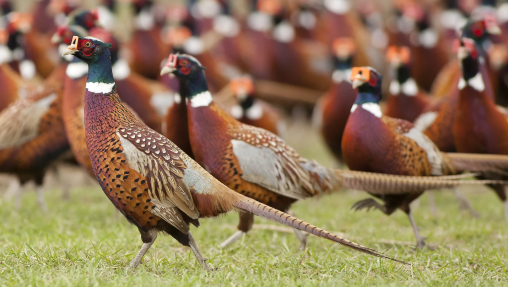 Mô hình  nuôi chim Trĩ thương phầm