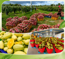 THƯƠNG MẠI - XUẤT NHẬP KHẨU