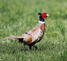 NÔNG NGHIỆP TUẦN HOÀN