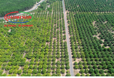KHÁNH HÂN GROUP HÀNH TRÌNH KIẾN TẠO NÔNG NGHIỆP BỀN VỮNG TRÊN 555HA
