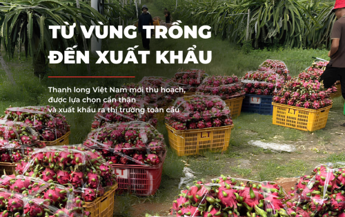 XUẤT KHẨU THANH LONG VIỆT NAM RA THỊ TRƯỜNG QUỐC TẾ - KHÁNH HÂN GROUP