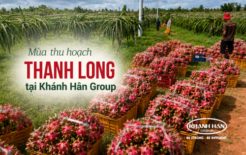 MÙA THU HOẠCH THANH LONG TẠI KHÁNH HÂN GROUP CHÍNH THỨC BẮT ĐẦU