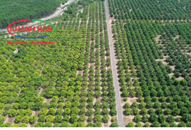 KHÁNH HÂN GROUP HÀNH TRÌNH KIẾN TẠO NÔNG NGHIỆP BỀN VỮNG TRÊN 555HA