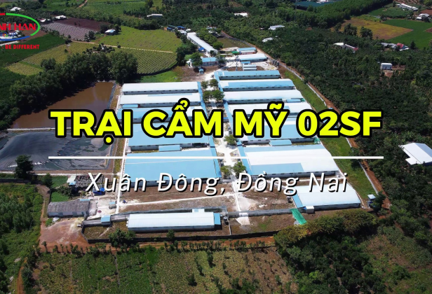 TRẠI CẨM MỸ 02SF - 2.400 HEO NÁI, AN TOÀN SINH HỌC 2 LỚP | KHÁNH HÂN GROUP