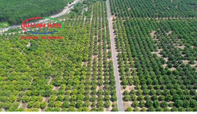 KHÁNH HÂN GROUP HÀNH TRÌNH KIẾN TẠO NÔNG NGHIỆP BỀN VỮNG TRÊN 555HA