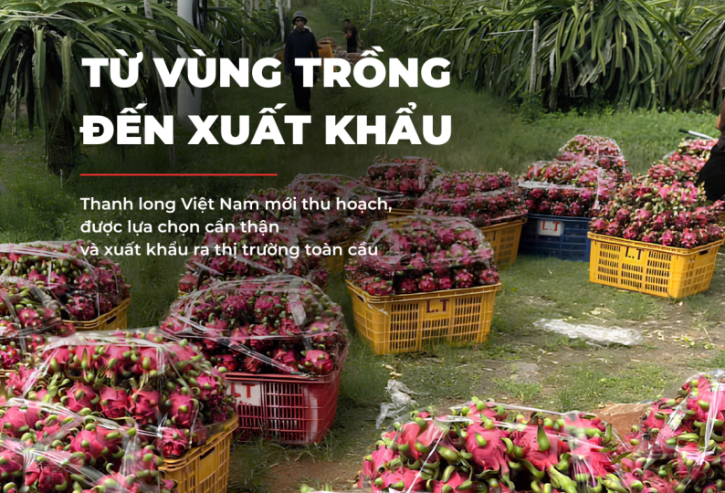 XUẤT KHẨU THANH LONG VIỆT NAM RA THỊ TRƯỜNG QUỐC TẾ - KHÁNH HÂN GROUP