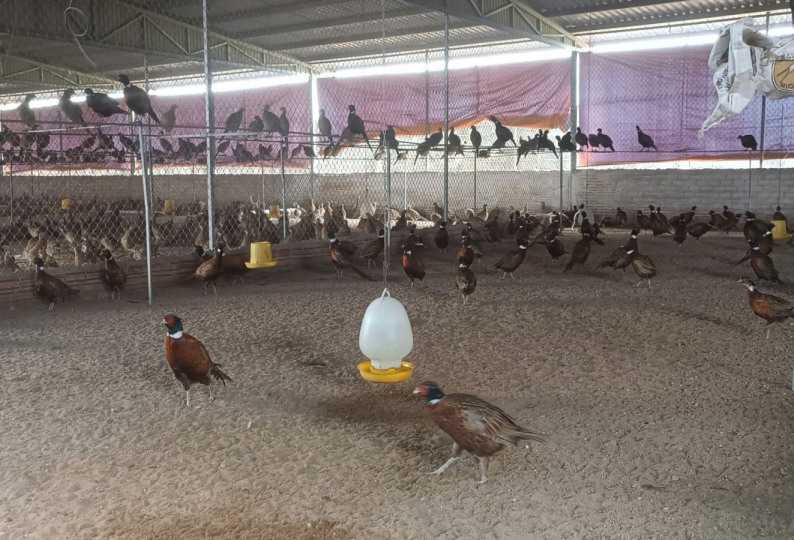 KHÁNH HÂN GROUP PHÁT TRIỂN MÔ HÌNH NUÔI CHIM TRĨ