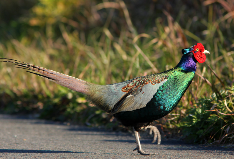 CHĂN NUÔI CHIM TRĨ THƯƠNG PHẨM