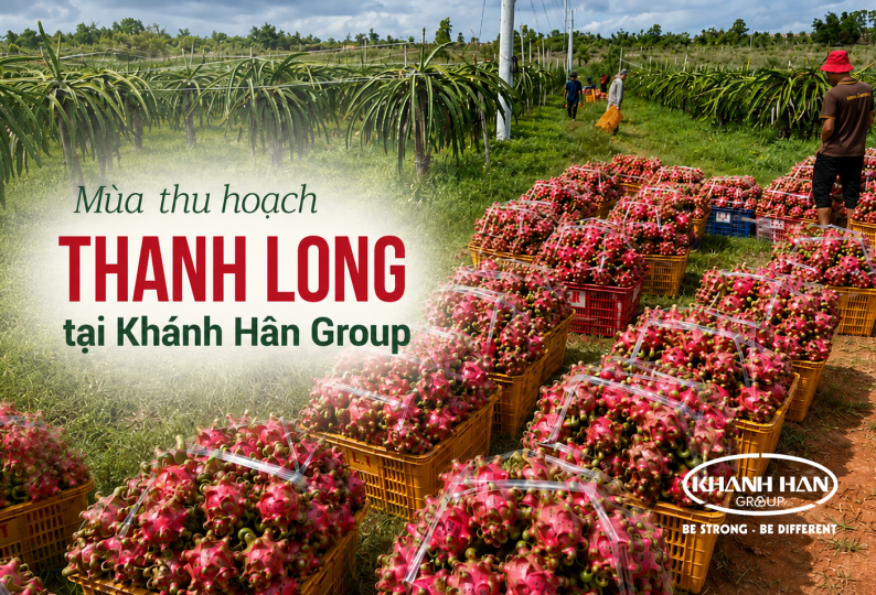MÙA THU HOẠCH THANH LONG TẠI KHÁNH HÂN GROUP CHÍNH THỨC BẮT ĐẦU