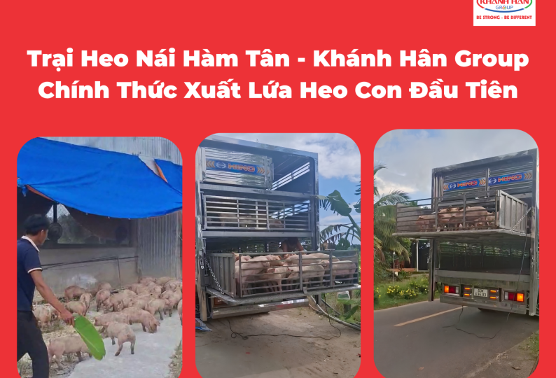 TRẠI HEO NÁI HÀM TÂN - KHÁNH HÂN GROUP CHÍNH THỨC XUẤT LỨA HEO CON ĐẦU TIÊN