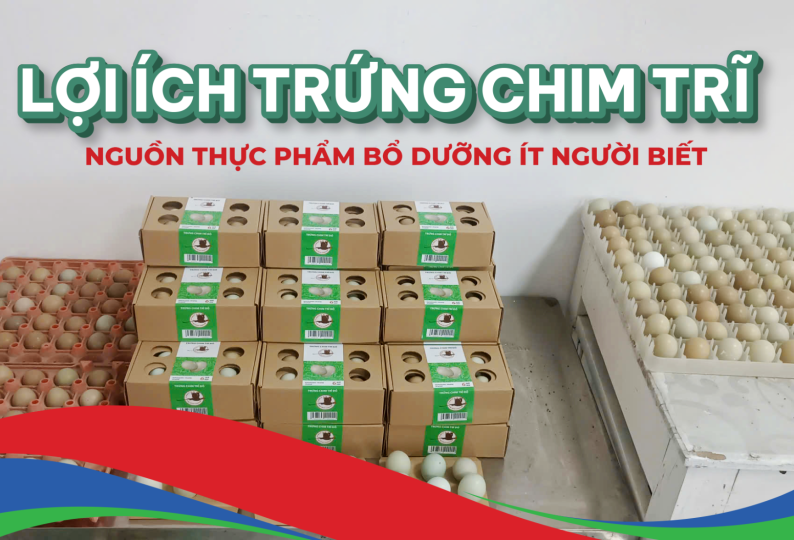 LỢI ÍCH CỦA TRỨNG CHIM TRĨ - NGUỒN THỰC PHẨM BỔ DƯỠNG ÍT NGƯỜI BIẾT ĐẾN